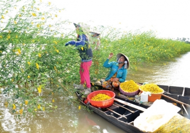 Visit the Mekong Delta in flood season